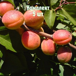 Комплект 5шт / Абрикос Алеша