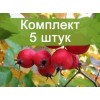 Саженцы Боярышника Барыня -  5 шт.