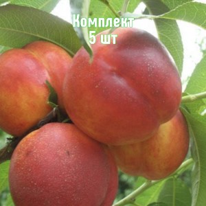 Комплект 5шт / Нектарин Мареми