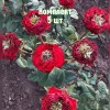 Комплект 5шт / Роза Монстр (чайно-гибридная): фото и описание