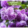 Комплект 5шт / Сеянец Сирень обыкновенная Сенсация: фото и описание