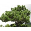 Саженец сосны Крымская 60-100 см
