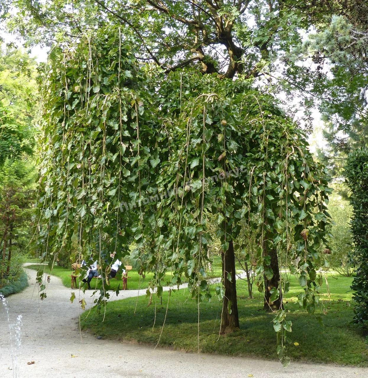 verba-pendula-plakuchaya.jpg